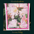 Rhododendron — Bronze Wing