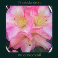 Rhododendron — Bruce Brechtbill