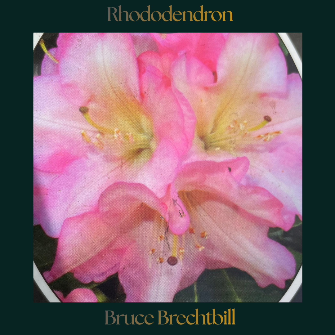 Rhododendron — Bruce Brechtbill