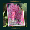 Rhododendron — Bumble Bee