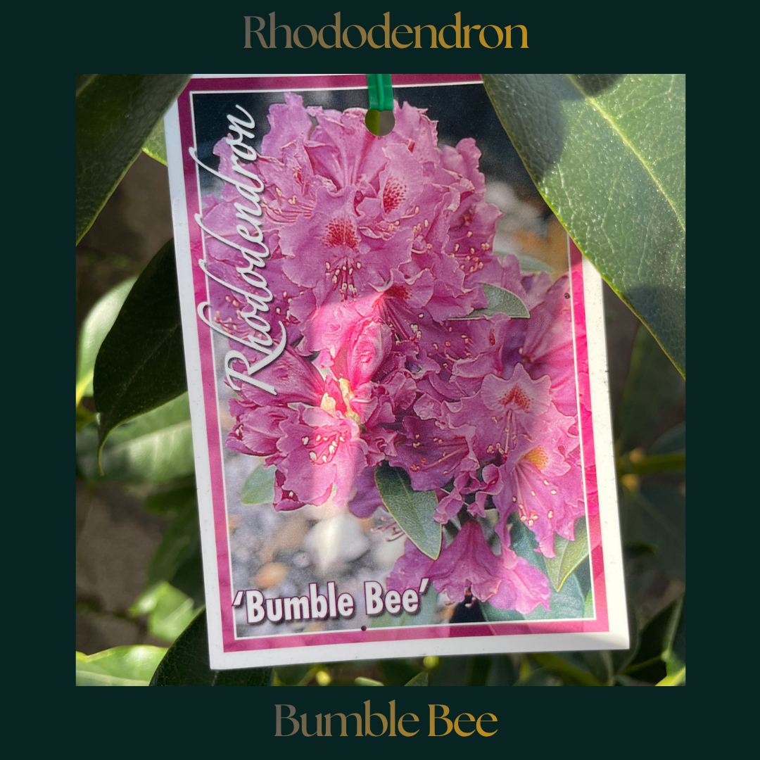 Rhododendron — Bumble Bee