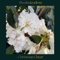 Rhododendron — Christmas Cheer