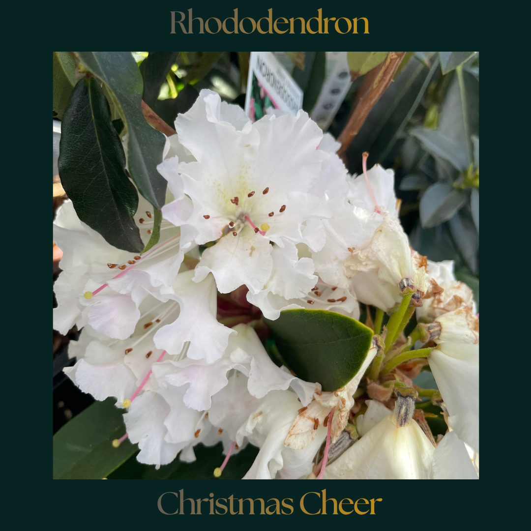 Rhododendron — Christmas Cheer