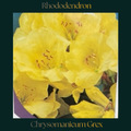 Rhododendron — Chrysomanicum Grex