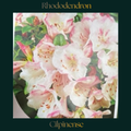 Rhododendron — Cilpinense