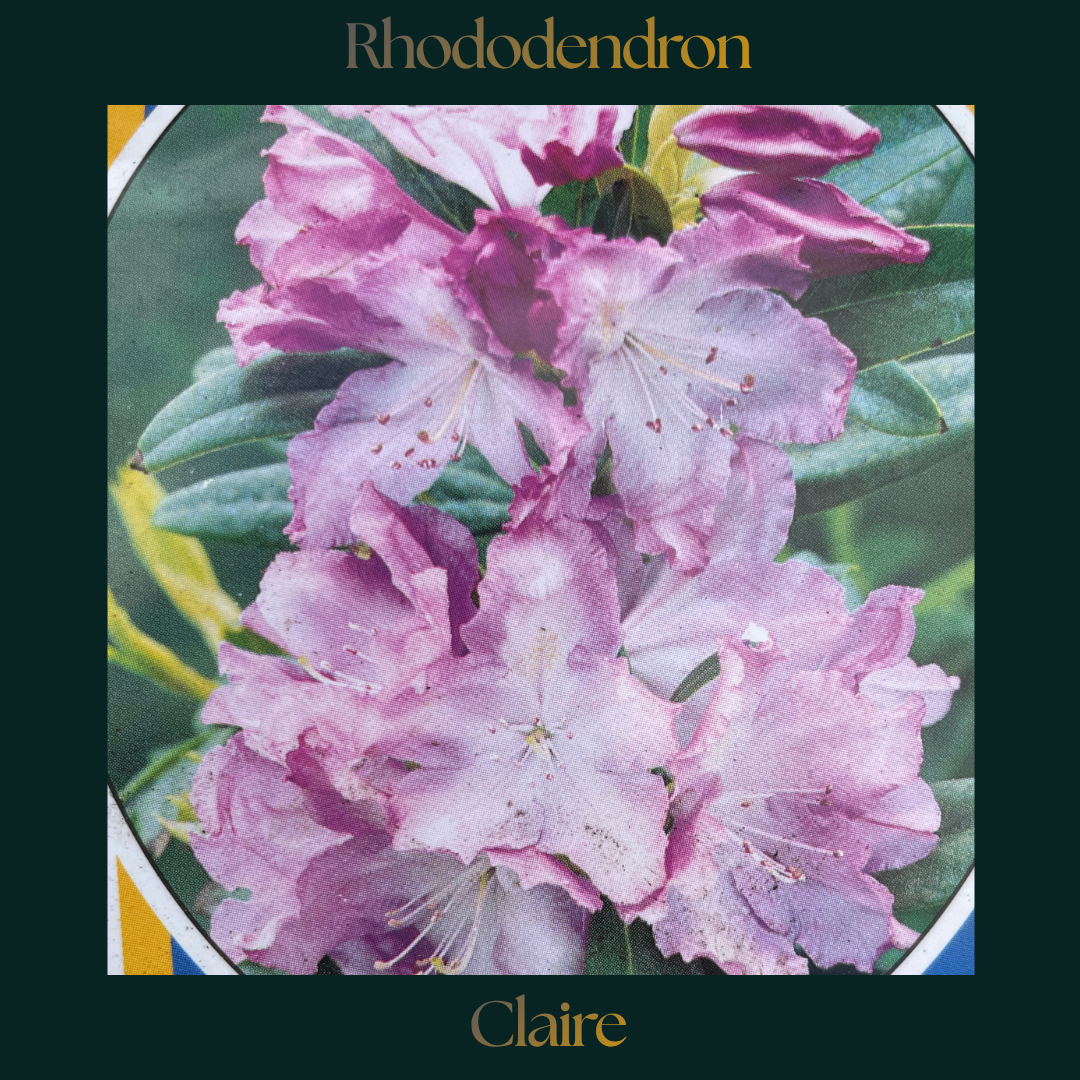 Rhododendron — Claire