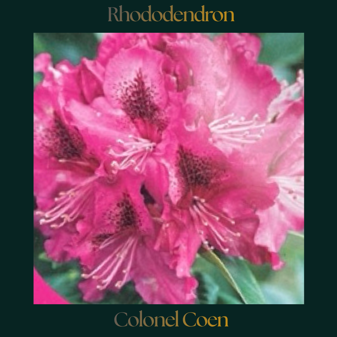 Rhododendron — Colonel Coen