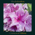 Rhododendron — Countess of Athlone