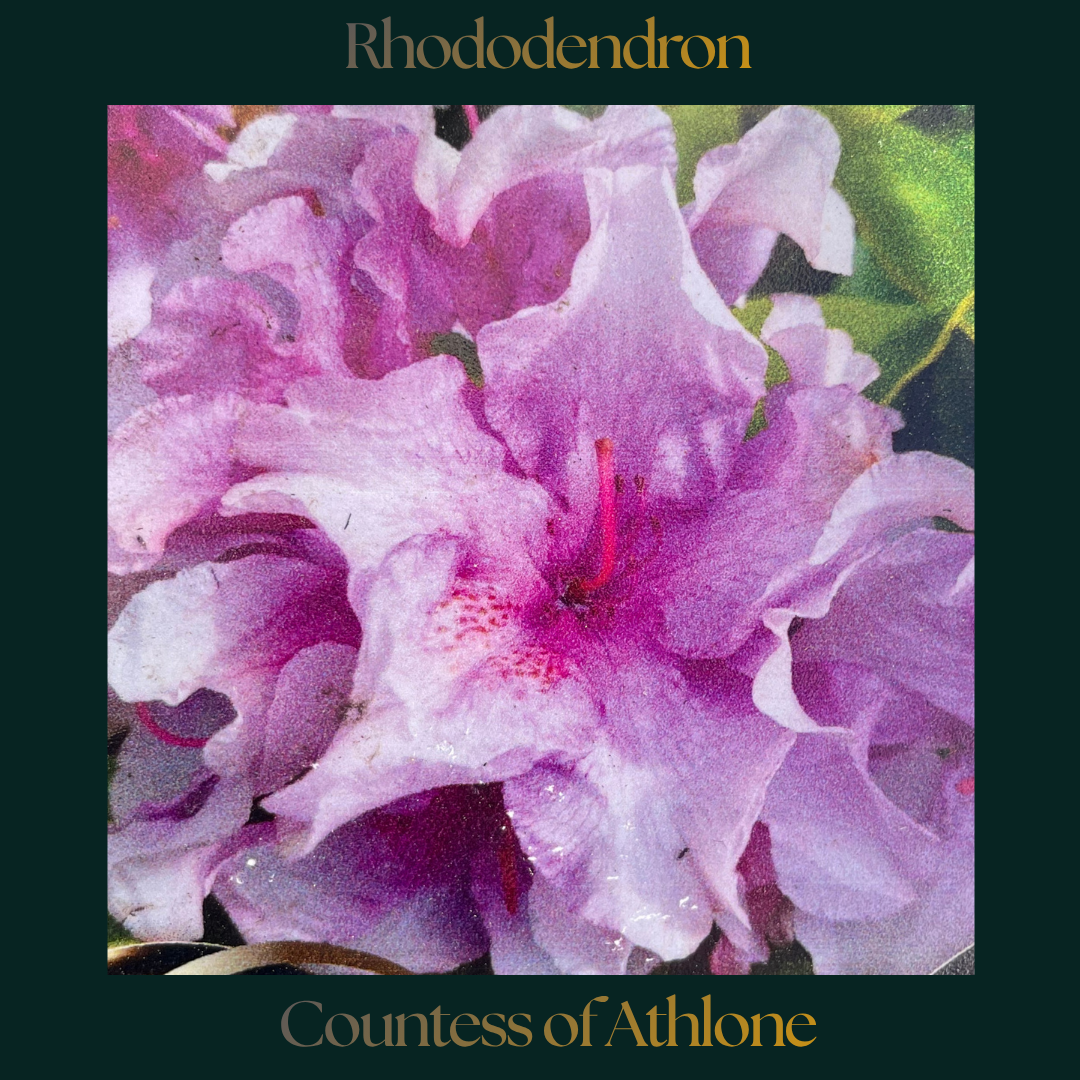 Rhododendron — Countess of Athlone