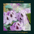 Rhododendron — Countess of Normington
