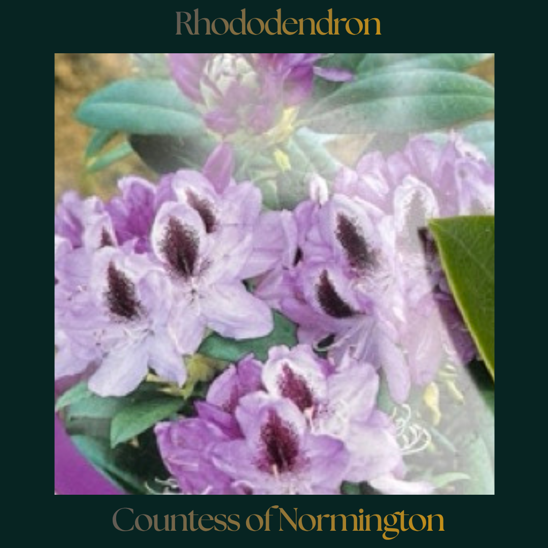 Rhododendron — Countess of Normington