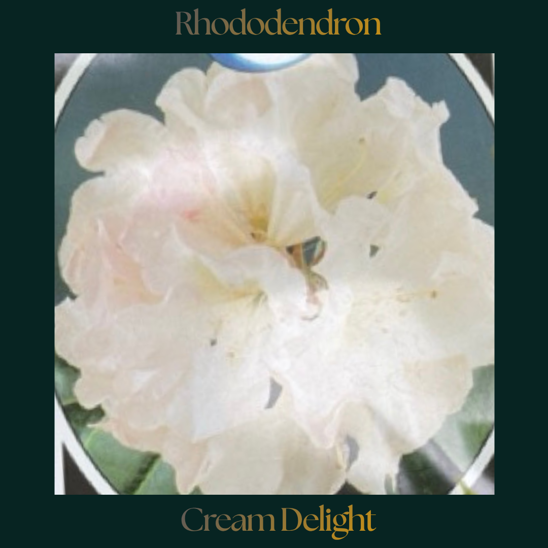 Rhododendron — Cream Delight