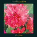 Rhododendron — Cynthia