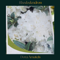 Rhododendron — Dora Amateis