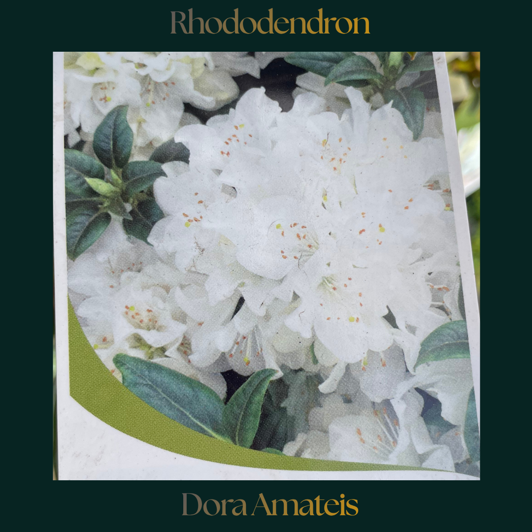 Rhododendron — Dora Amateis
