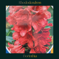 Rhododendron — Dorinthia