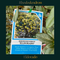 Rhododendron — Eldorado