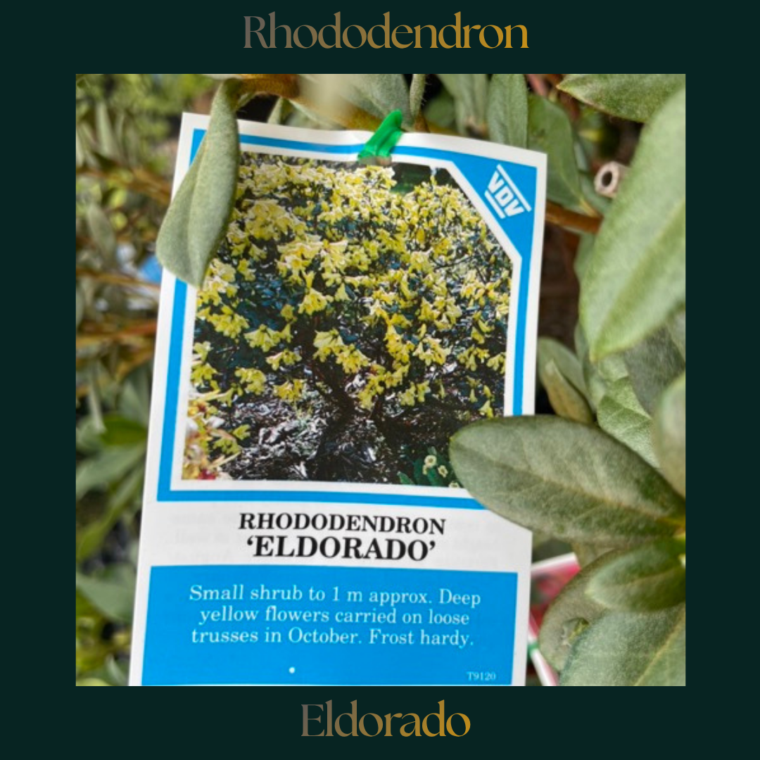 Rhododendron — Eldorado