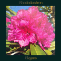 Rhododendron — Elegans