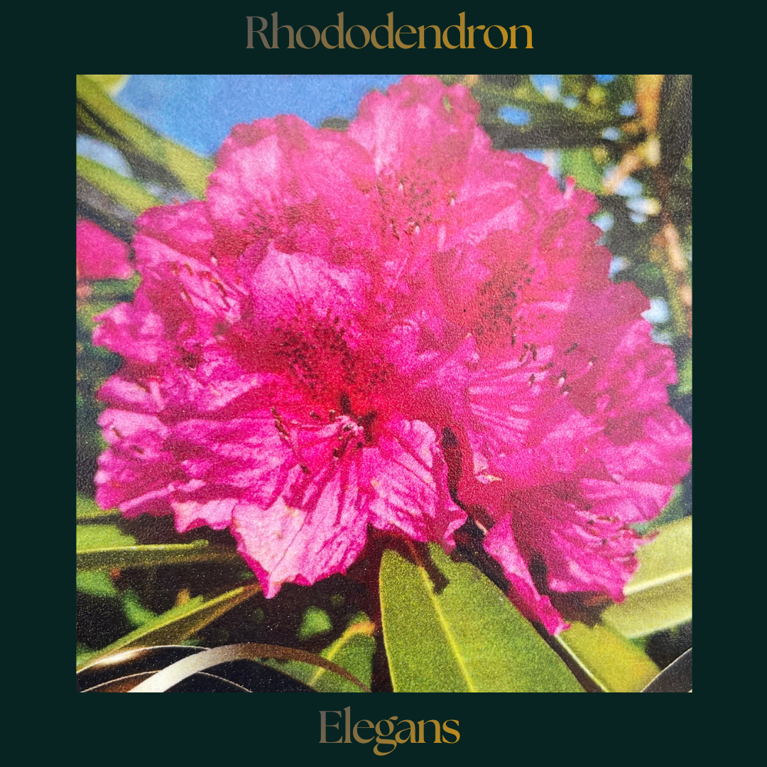 Rhododendron — Elegans