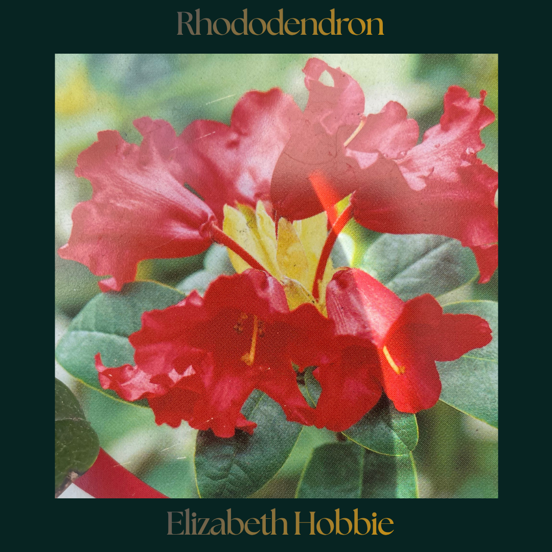 Rhododendron —Elisabeth Hobbie