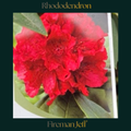 Rhododendron — Fireman Jeff