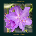 Rhododendron — Florence Mann