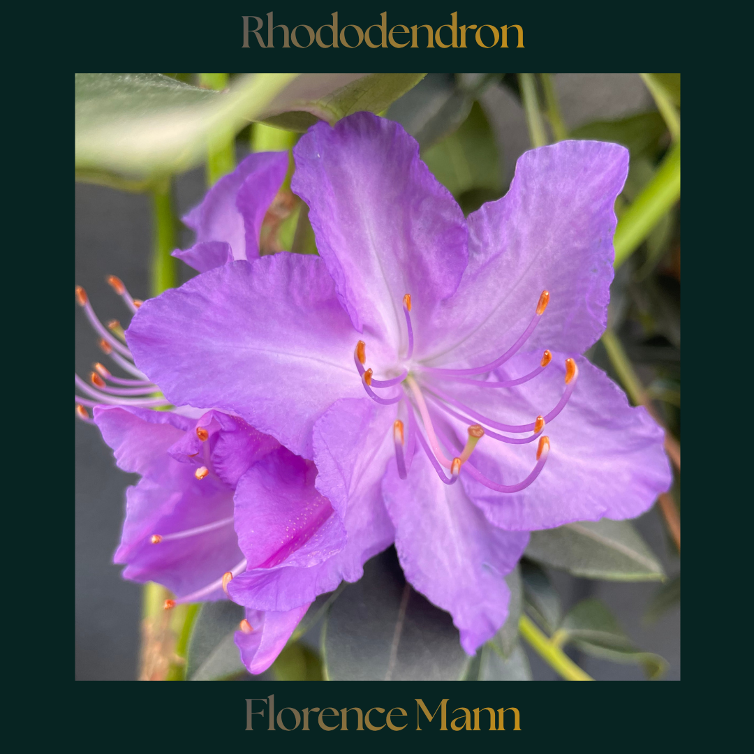 Rhododendron — Florence Mann
