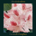 Rhododendron — Furnivall’s Daughter