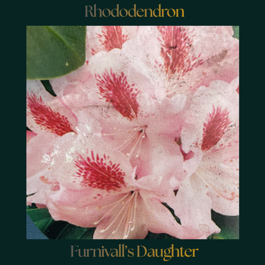 Rhododendron — Furnivall’s Daughter
