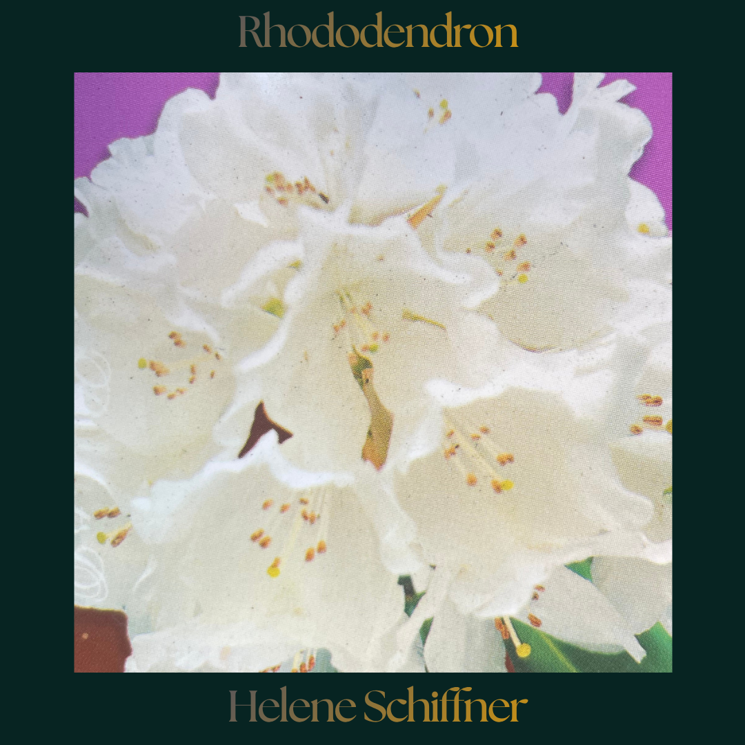 Rhododendron — Helene Schiffner