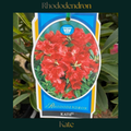 Rhododendron — Kate