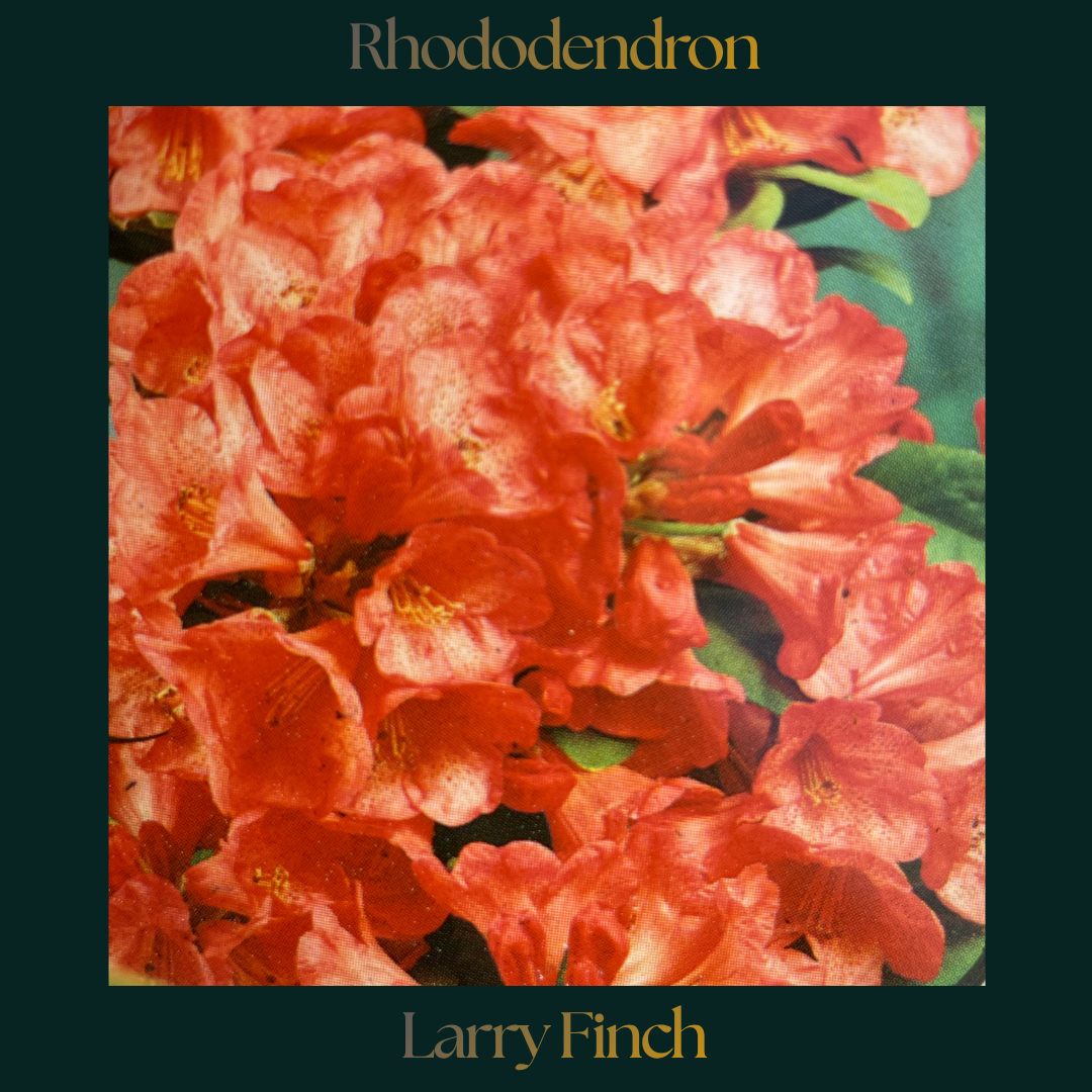Rhododendron — Larry Finch