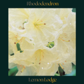 Rhododendron — Lemon Lodge