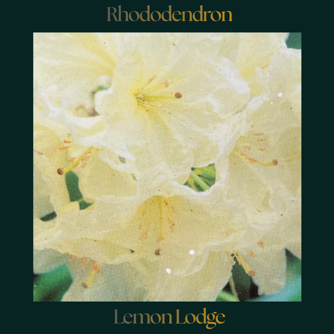 Rhododendron — Lemon Lodge
