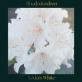 Rhododendron — Loder’s White