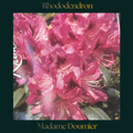 Rhododendron — Madame Doumier