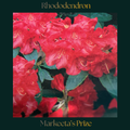 Rhododendron — Markeeta’s Prize