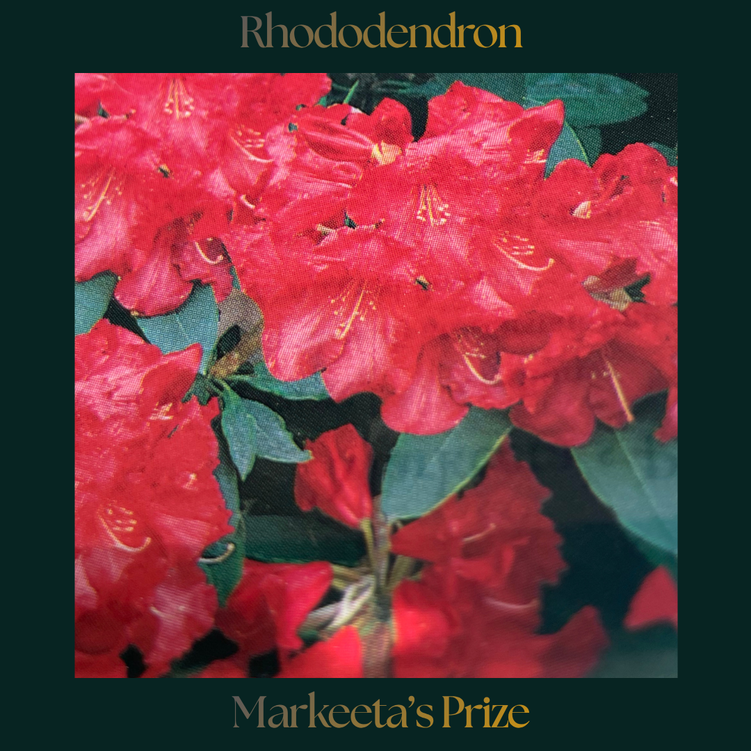 Rhododendron — Markeeta’s Prize