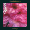 Rhododendron — Midnight