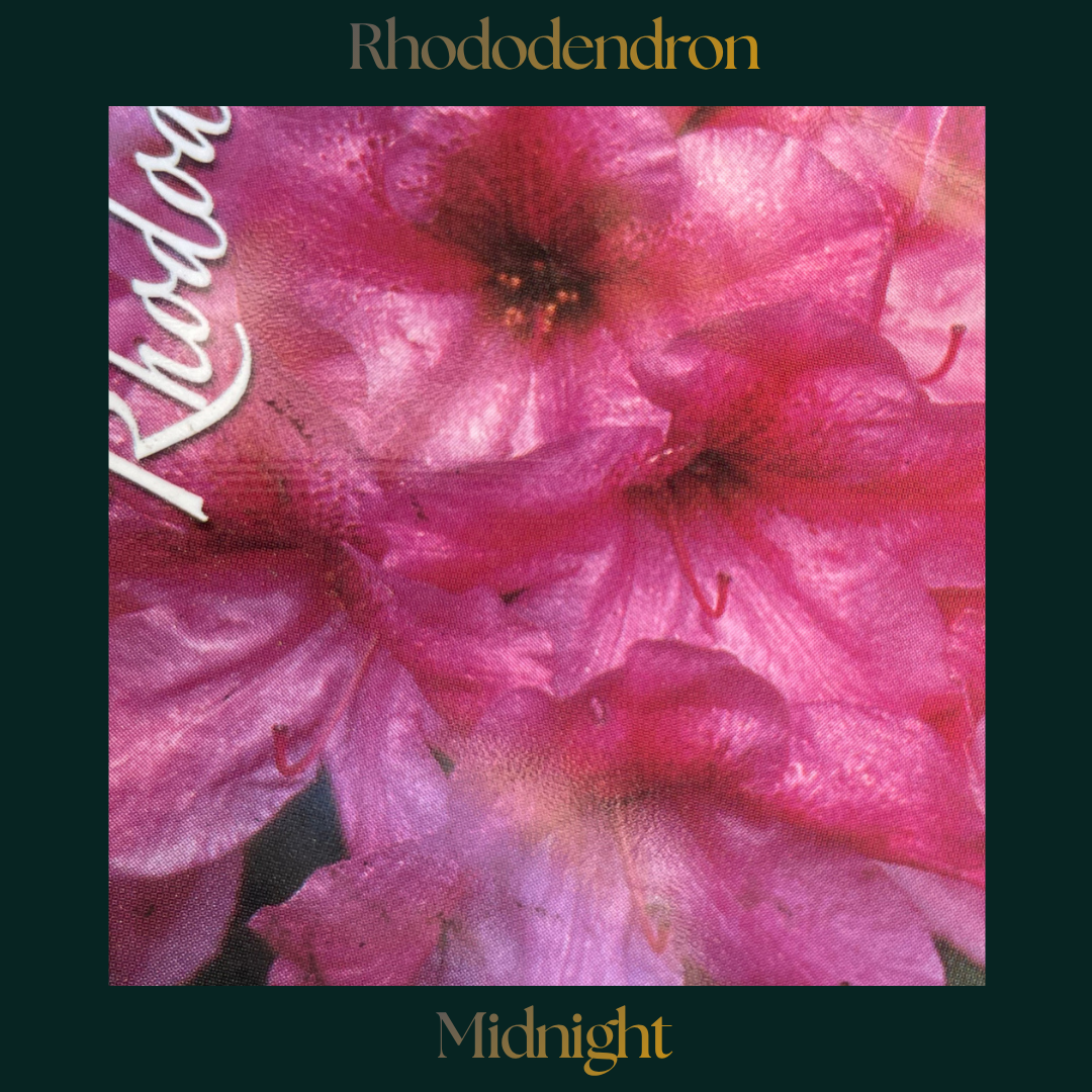 Rhododendron — Midnight