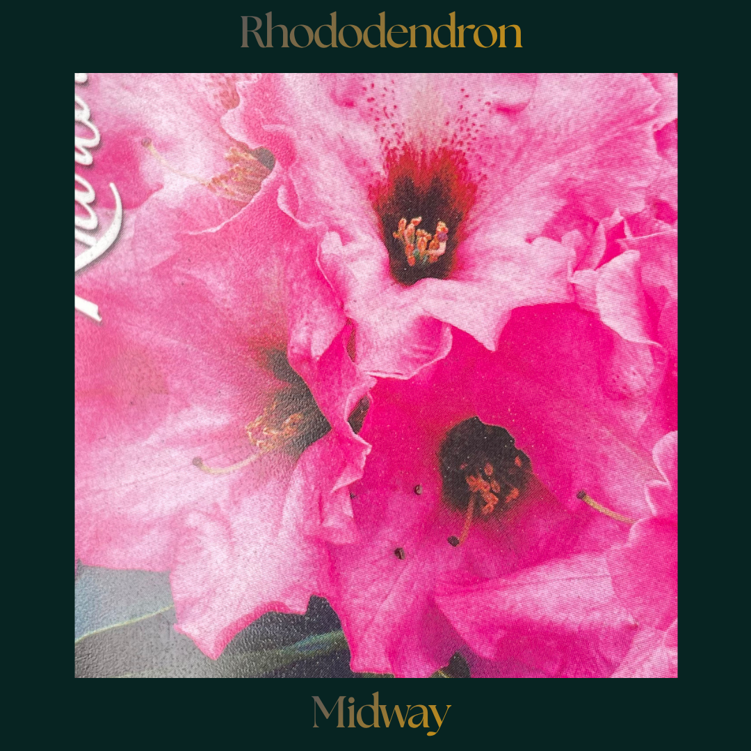 Rhododendron — Midway