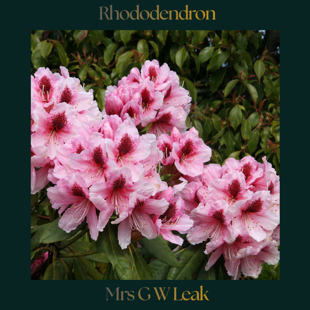 Rhododendron — Mrs G W Leak