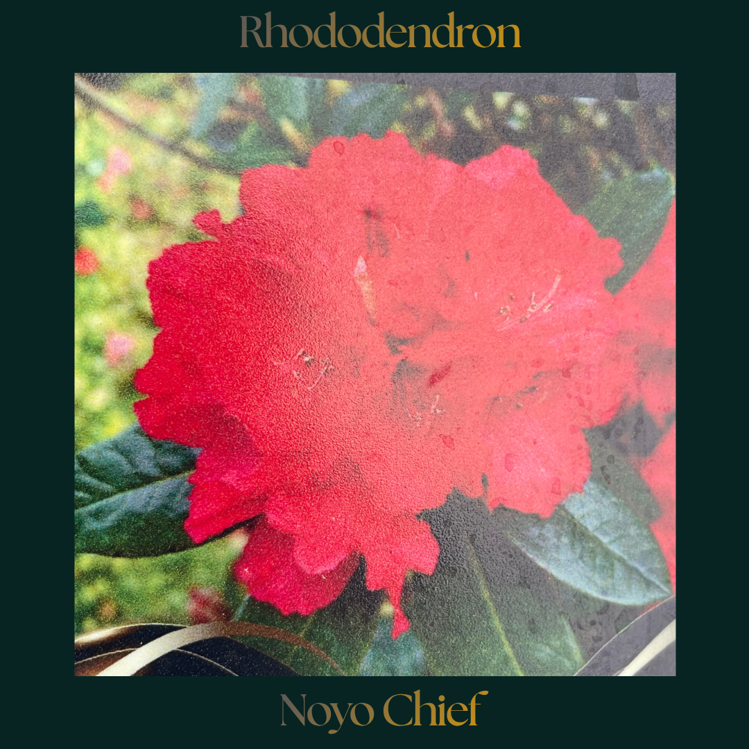 Rhododendron — Noyo Chief