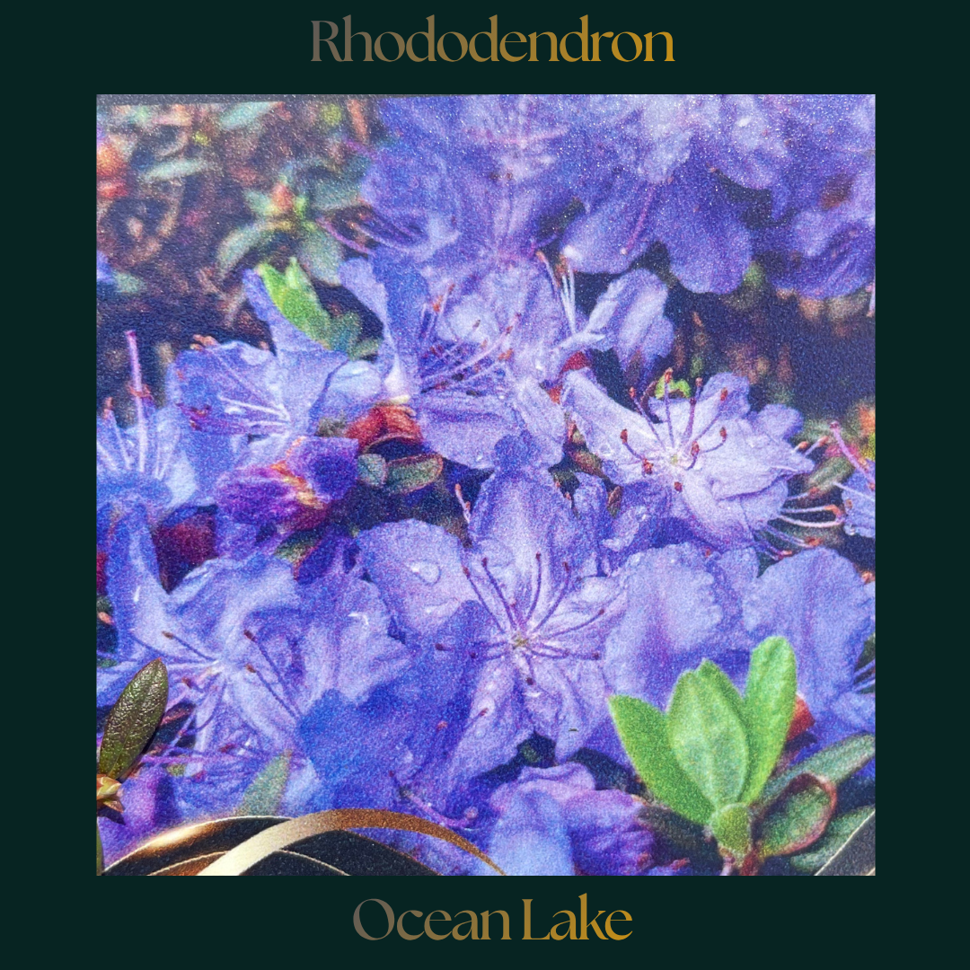 Rhododendron — Ocean Lake