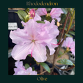 Rhododendron — Olive