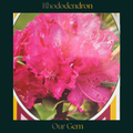 Rhododendron — Our Gem