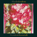 Rhododendron — President Roosevelt