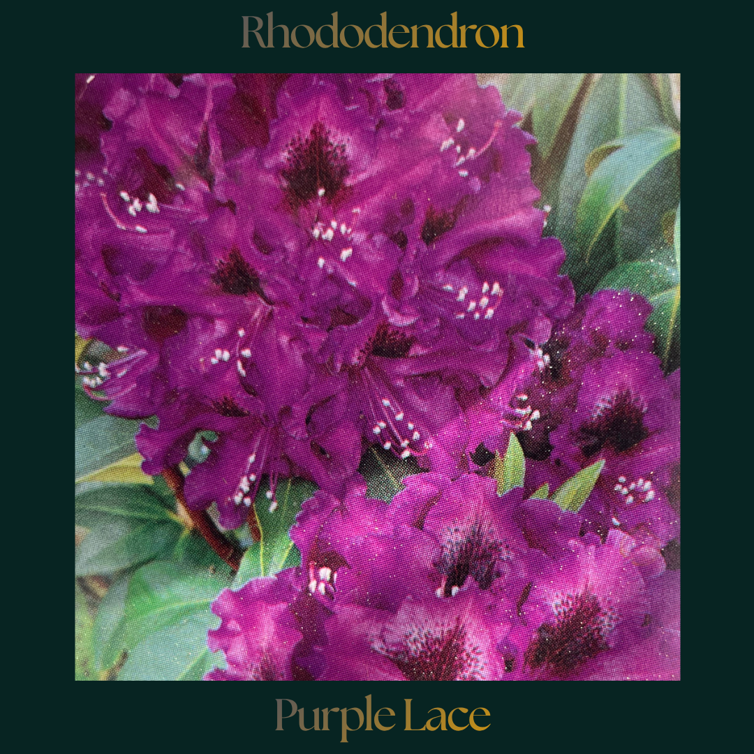 Rhododendron — Purple Lace