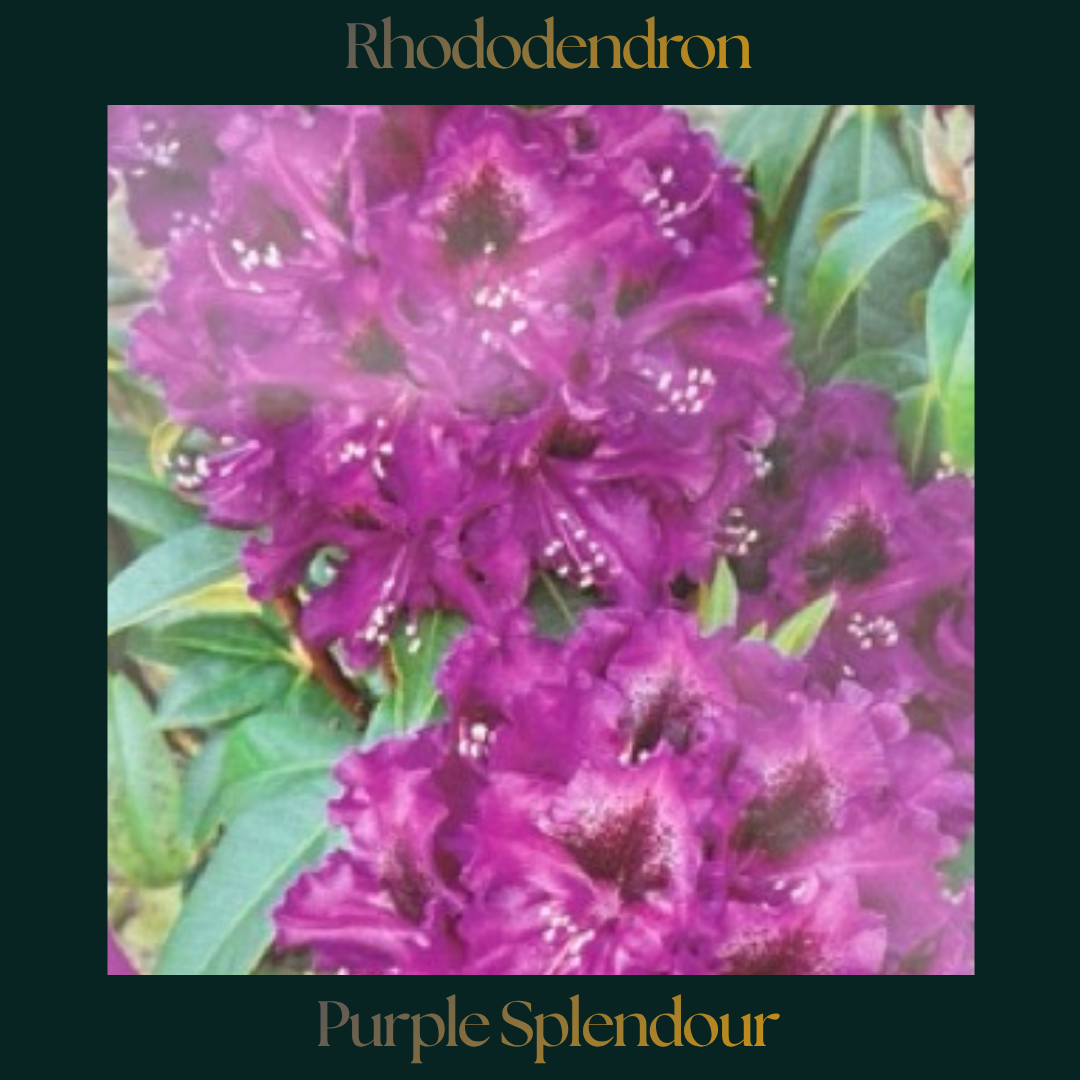 Rhododendron — Purple Splendour